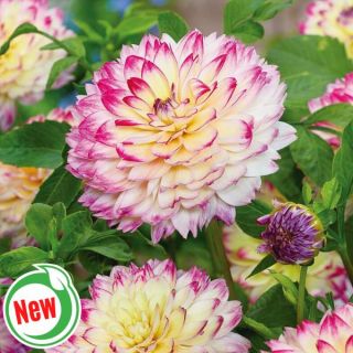 Aphrodite Dahlia Thumbnail